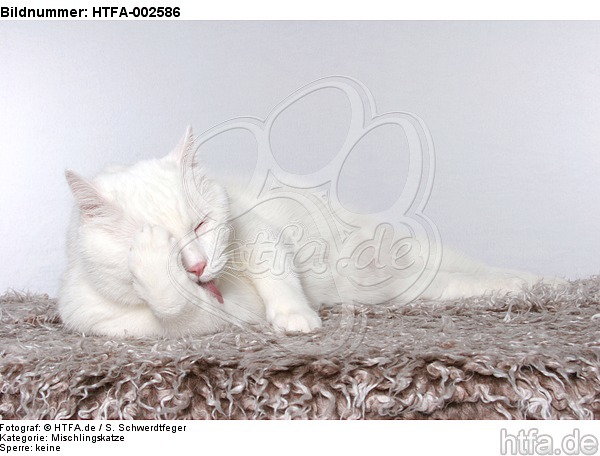 Mischlingskatze / domestic cat / HTFA-002586