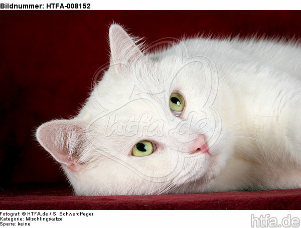 weißer BKH-Mix / white domestic cat / HTFA-008152