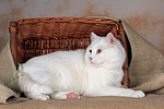 liegender weißer BKH-Mix / lying white domestic cat