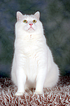 sitzender weißer BKH-Mix / sitting white domestic cat