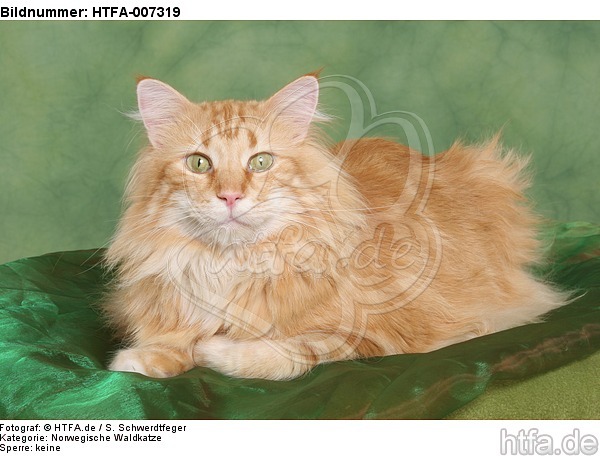 Norwegische Waldkatze / norwegian forestcat / HTFA-007319