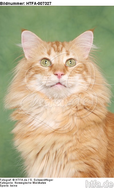 Norwegische Waldkatze / norwegian forestcat / HTFA-007327