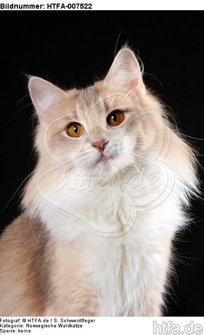 Norwegische Waldkatze / norwegian forestcat / HTFA-007522
