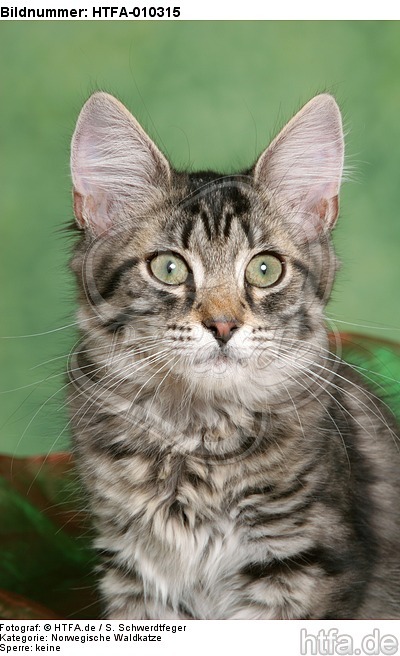 Norwegisches Waldkätzchen Portrait / Norwegian Forestcat kitten portrait / HTFA-010315