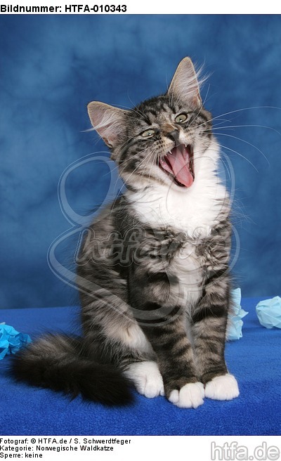 gähnendes Norwegisches Waldkätzchen / yawning Norwegian Forestcat kitten / HTFA-010343