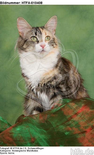 sitzende Norwegische Waldkatze / sitting Norwegian Forestcat / HTFA-010408