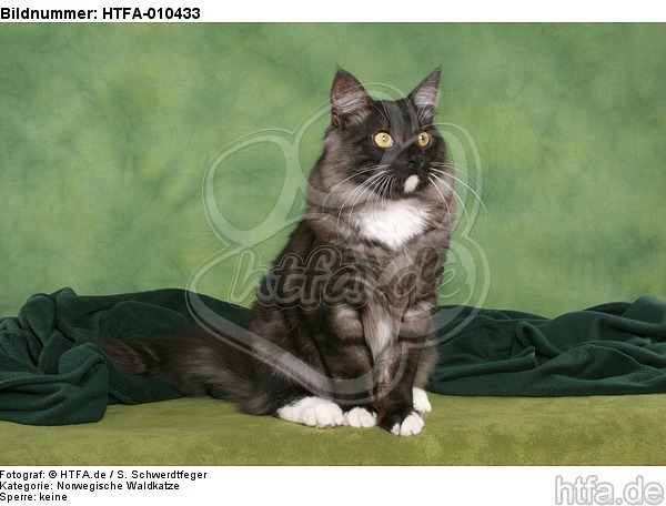 sitzende Norwegische Waldkatze / sitting Norwegian Forestcat / HTFA-010433