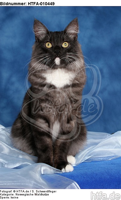 sitzende Norwegische Waldkatze / sitting Norwegian Forestcat / HTFA-010449