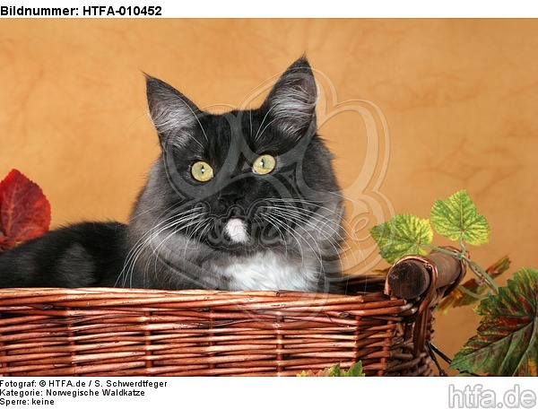 Norwegische Waldkatze Portrait / Norwegian Forestcat Portrait / HTFA-010452