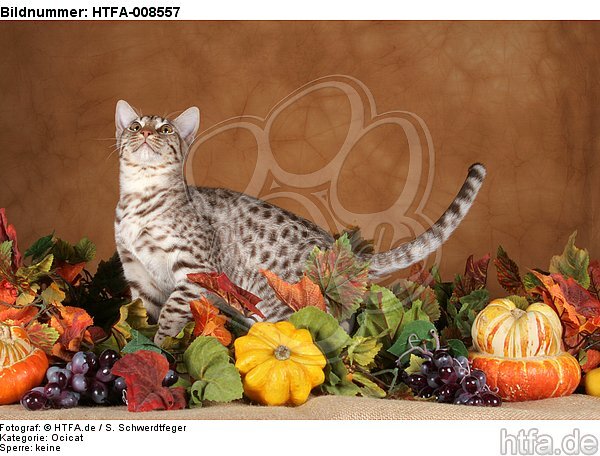 stehende Ocicat / standing Ocicat / HTFA-008557