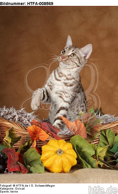 sitzende Ocicat / sitting Ocicat / HTFA-008569