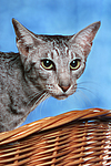 Orientalisch Kurzhaar / oriental shorthair