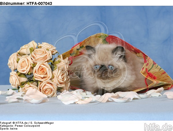 Perser Colourpoint Kätzchen / persian colourpoint kitten / HTFA-007043