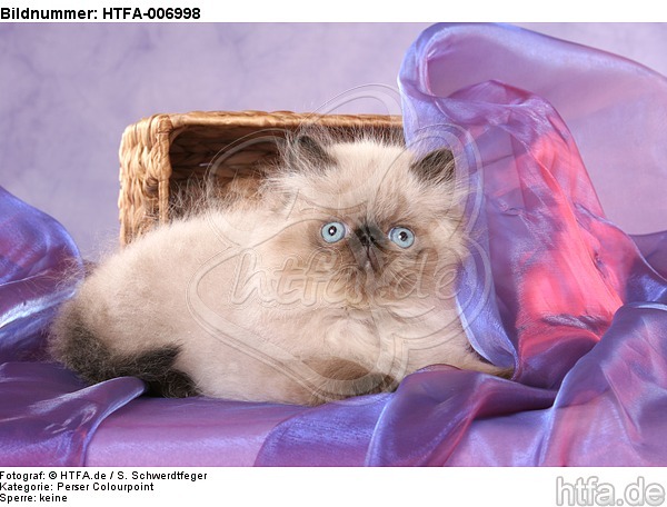 Perser Colourpoint Kätzchen / persian colourpoint kitten / HTFA-006998