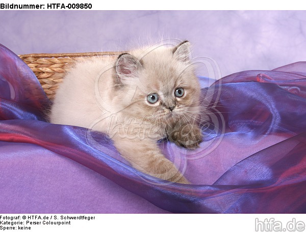 liegendes Perser Colourpoint Kätzchen / lying persian colourpoint kitten / HTFA-009850