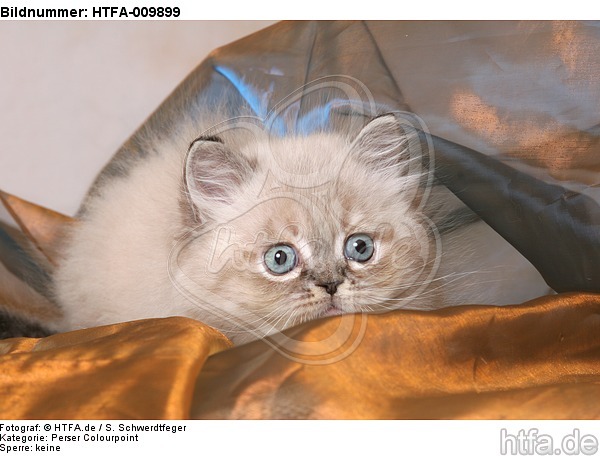 liegendes Perser Colourpoint Kätzchen / lying persian colourpoint kitten / HTFA-009899