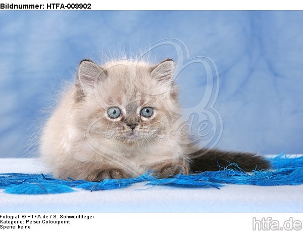 liegendes Perser Colourpoint Kätzchen / lying persian colourpoint kitten / HTFA-009902