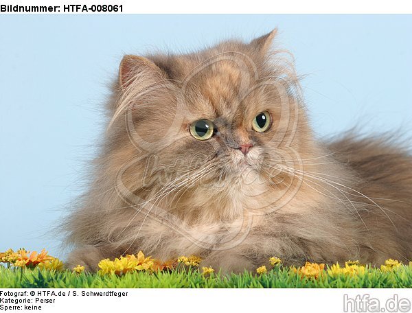 liegende europäische Perserkatze / lying european perser / HTFA-008061