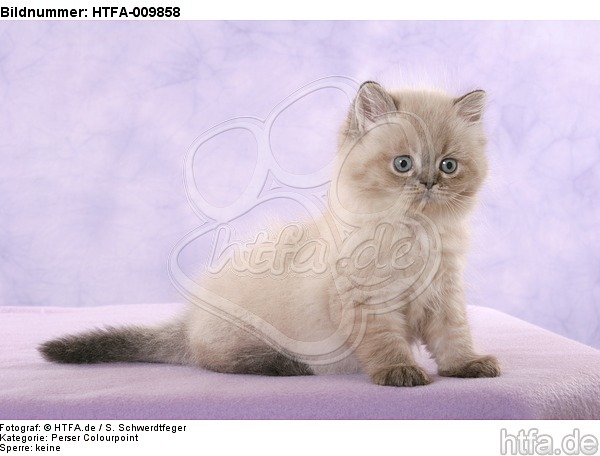 sitzendes Perser Colourpoint Kätzchen / sitting persian colourpoint kitten / HTFA-009858