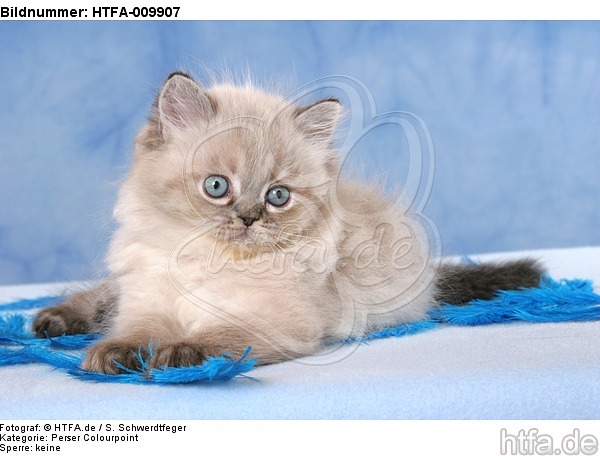 liegendes Perser Colourpoint Kätzchen / lying persian colourpoint kitten / HTFA-009907