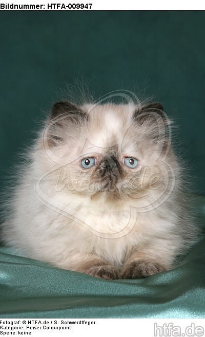 liegendes Perser Colourpoint Kätzchen / lying persian colourpoint kitten / HTFA-009947