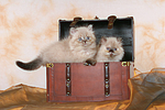 2 Perser Colourpoint Kätzchen / 2 persian colourpoint kitten