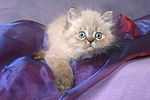 liegendes Perser Colourpoint Kätzchen / lying persian colourpoint kitten