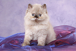 sitzendes Perser Colourpoint Kätzchen / sitting persian colourpoint kitten