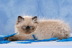 Perser Colourpoint Kätzchen / persian colourpoint kitten