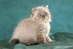 sitzendes Perser Colourpoint Kätzchen / sitting persian colourpoint kitten