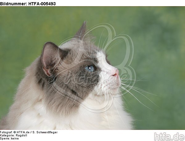 Ragdoll / HTFA-005493