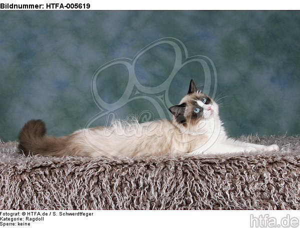 Ragdoll / HTFA-005619