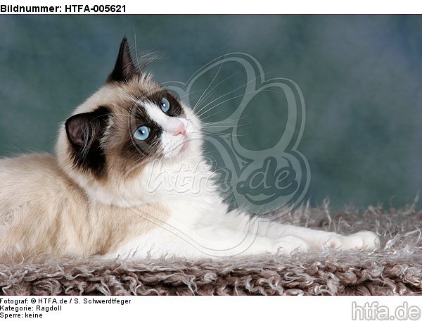 Ragdoll / HTFA-005621