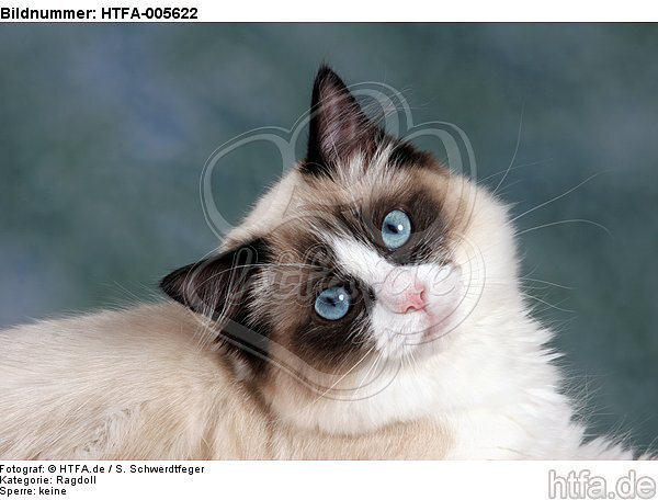 Ragdoll / HTFA-005622