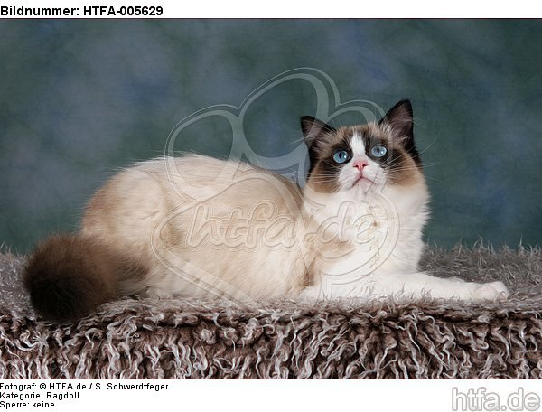 Ragdoll / HTFA-005629