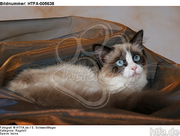 Ragdoll / HTFA-005638