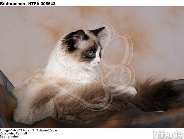 Ragdoll / HTFA-005643