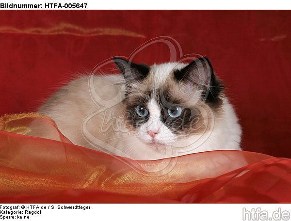 Ragdoll / HTFA-005647