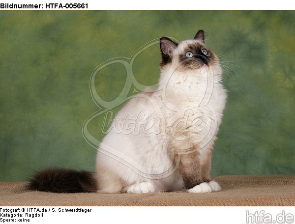 Ragdoll / HTFA-005661