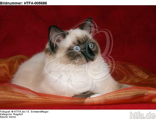 Ragdoll / HTFA-005686