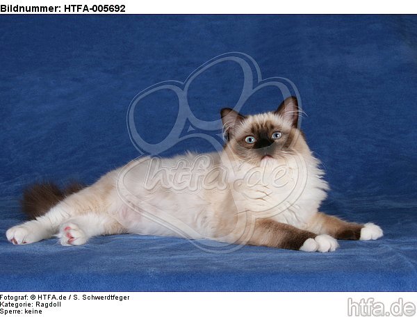 Ragdoll / HTFA-005692