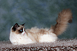 Ragdoll