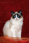 Ragdoll