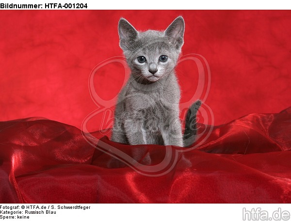 Russisch Blau Kätzchen / russian blue kitten / HTFA-001204