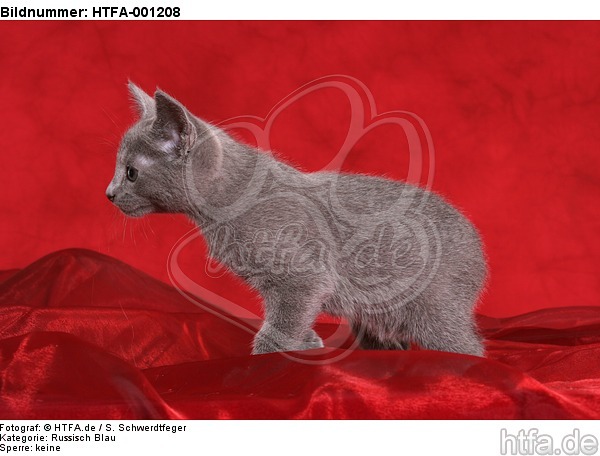 Russisch Blau Kätzchen / russian blue kitten / HTFA-001208