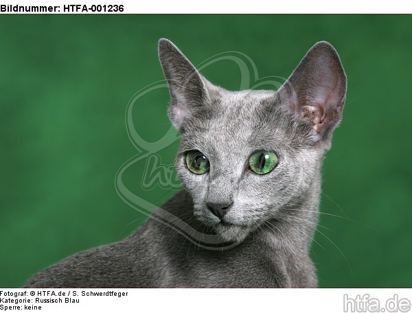 Russisch Blau / russian blue / HTFA-001236