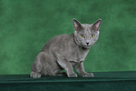 Russisch Blau / russian blue