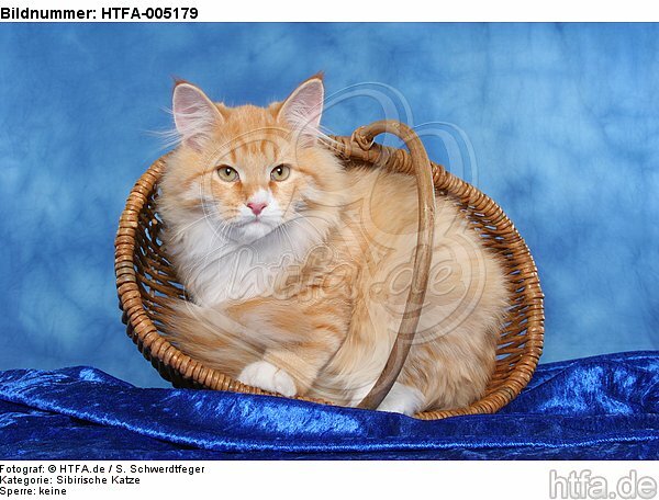 Sibirische Katze / siberian cat / HTFA-005179