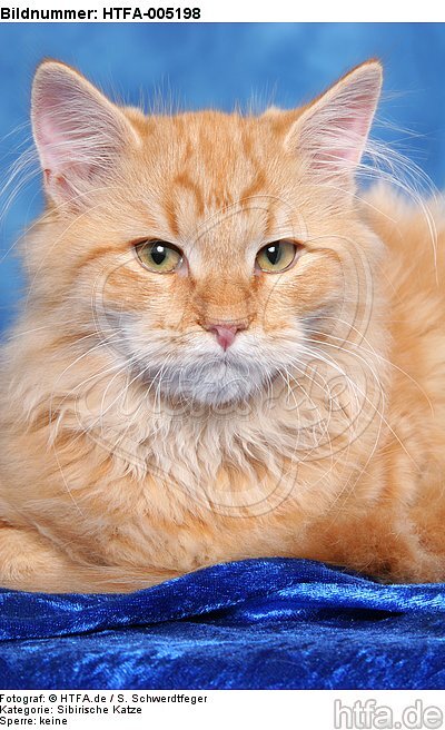 Sibirische Katze / siberian cat / HTFA-005198