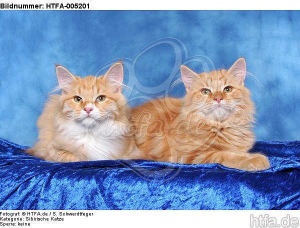 Sibirische Katzen / siberian cats / HTFA-005201